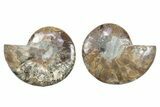 Cut & Polished, Crystal-Filled Ammonite Fossil - Madagascar #282636-1